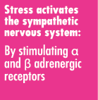 Stress activates the sympathetic nervous system: By stimulating   and   adrenergic receptors